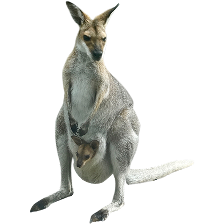 Kangaroo Image PNG Arts  HD Free Download
