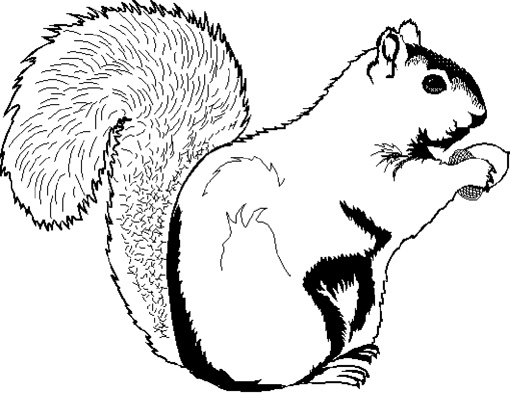 Printable Squirrel Coloring Pages For Kids  HD Free Download