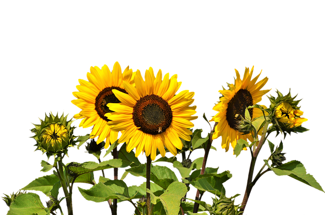 Sunflower Sun Flower Yellow Photo   HD Free Download