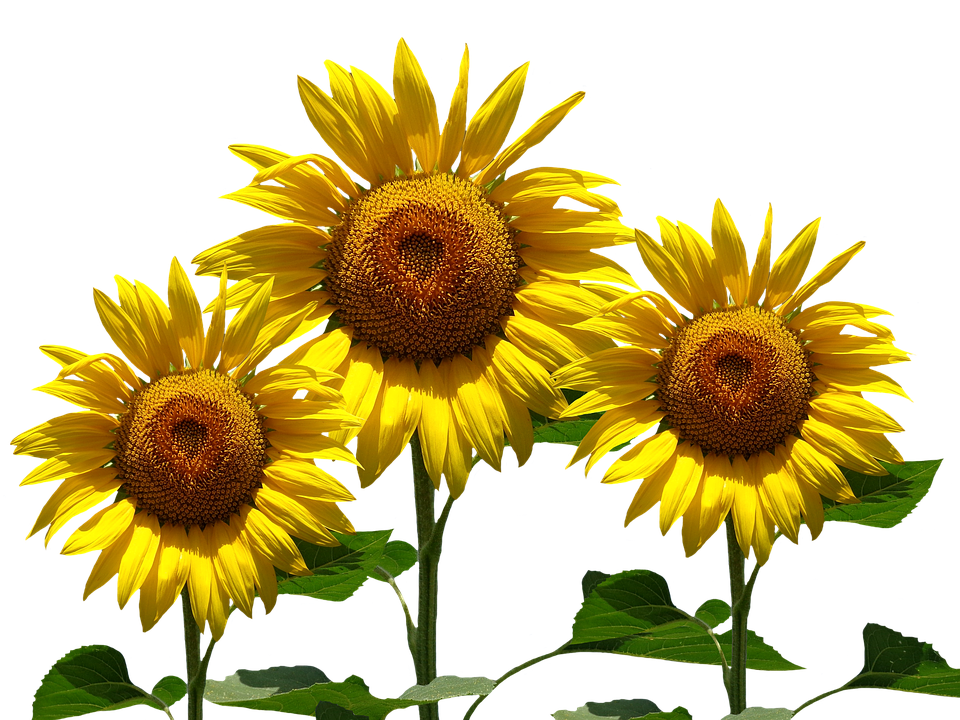 Sunflower Sun Summer Image   HD Free Download