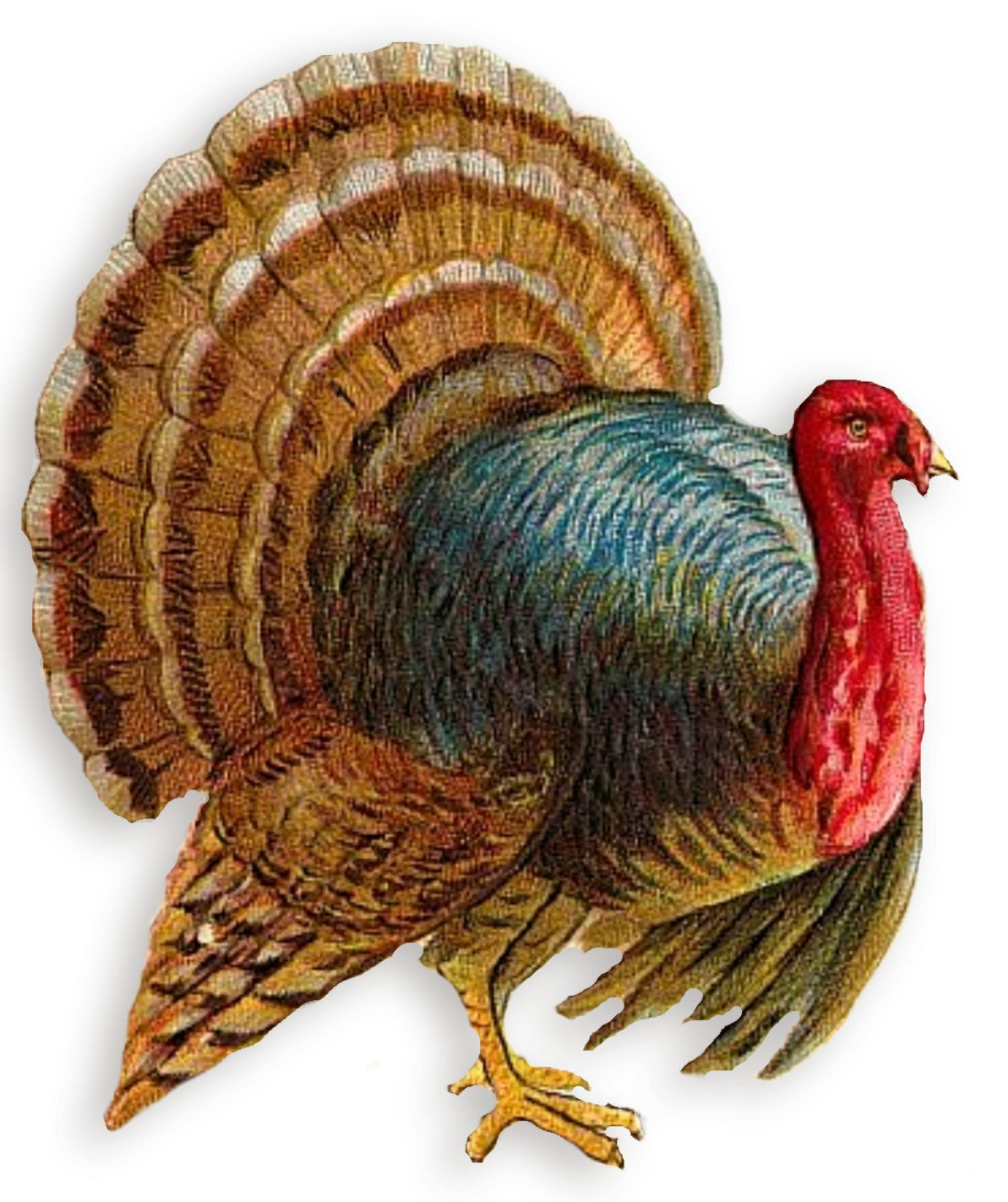 Turkey Pringle Hill Studio November  HD Free Download